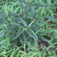 Barleria lupulina Lindl.